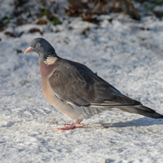 Wood Pigeon (Columba palumbus)