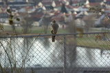 Spurvehauk (Accipiter nisus)