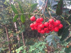 Rogn (Sorbus aucuparia)