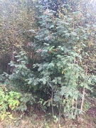 Rogn (Sorbus aucuparia)