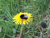 Bumble-bee (Bombus)