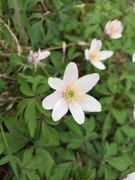 Hvitveis (Anemone nemorosa)