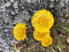 Hestehov (Tussilago farfara)