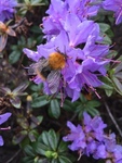 Bumble-bee (Bombus)