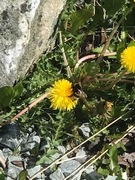 Gresshumle (Bombus ruderarius)