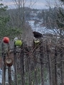 Svarttrost (Turdus merula)