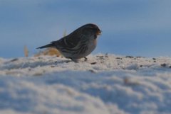 Brunsisik (Carduelis cabaret)