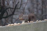 Ekorn (Sciurus vulgaris)