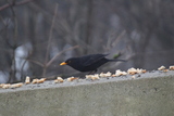 Svarttrost (Turdus merula)