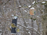 Grønnfink (Carduelis chloris)