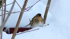 Twite (Linaria flavirostris)