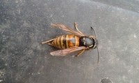 European Hornet (Vespa crabro)