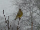 Grønnfink (Carduelis chloris)