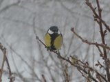 Kjøttmeis (Parus major)