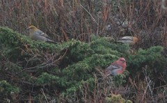 Pine Grosbeak (Pinicola enucleator)
