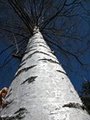 Bjørk (Betula pubescens)