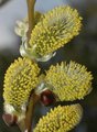 Selje (Salix caprea)