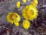 Hestehov (Tussilago farfara)