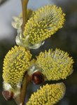 Selje (Salix caprea)