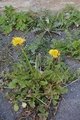 Løvetannslekta (Taraxacum)