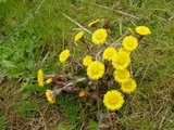 Hestehov (Tussilago farfara)