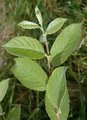 Selje (Salix caprea)