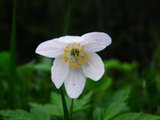 Hvitveis (Anemone nemorosa)