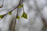 Bjørk (Betula pubescens)