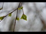 Bjørk (Betula pubescens)