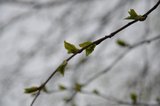 Bjørk (Betula pubescens)