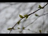 Bjørk (Betula pubescens)