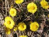 Hestehov (Tussilago farfara)