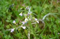 Engkarse (Cardamine pratensis)