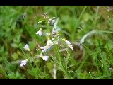 Engkarse (Cardamine pratensis)