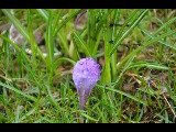 Crocus (Crocus)