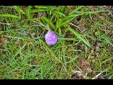 Crocus (Crocus)
