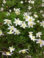 Hvitveis (Anemone nemorosa)