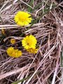 Hestehov (Tussilago farfara)