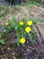 Løvetannslekta (Taraxacum)