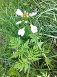 Engkarse (Cardamine pratensis)