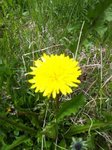 Løvetannslekta (Taraxacum)