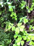 Kløverslekta (Trifolium)