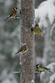 Stillits (Carduelis carduelis)