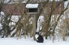 Cat (Felis catus)