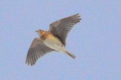 Skylark (Alauda arvensis)