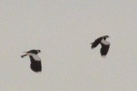 Northern Lapwing (Vanellus vanellus)