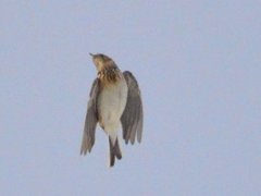 Skylark (Alauda arvensis)