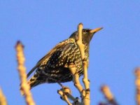 Stær (Sturnus vulgaris)