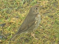 Song Thrush (Turdus philomelos)