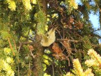 Goldcrest (Regulus regulus)